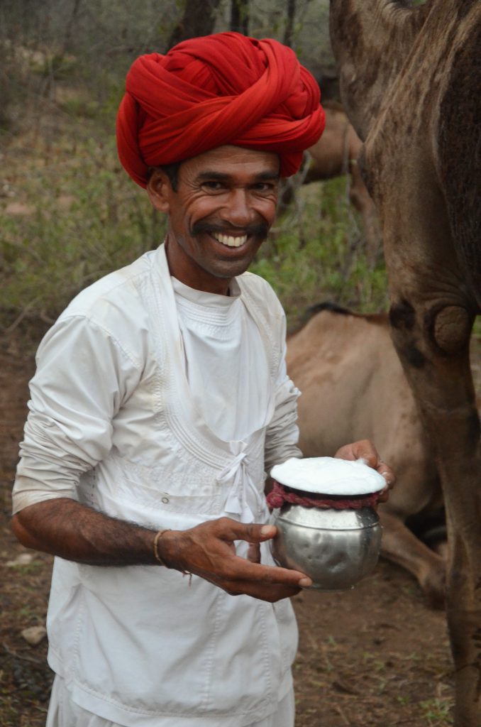 Camel Milk Alchemy: Nature’s Antidote for Urban Lifestyles