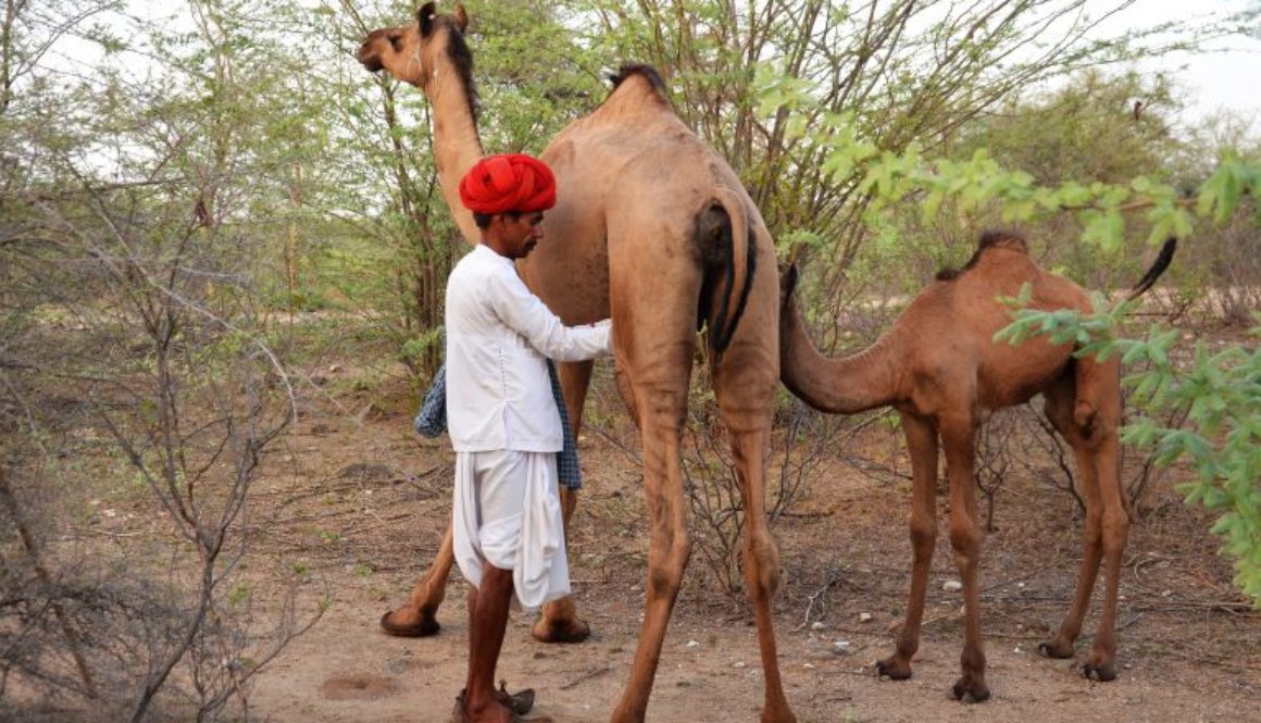 camel-milk