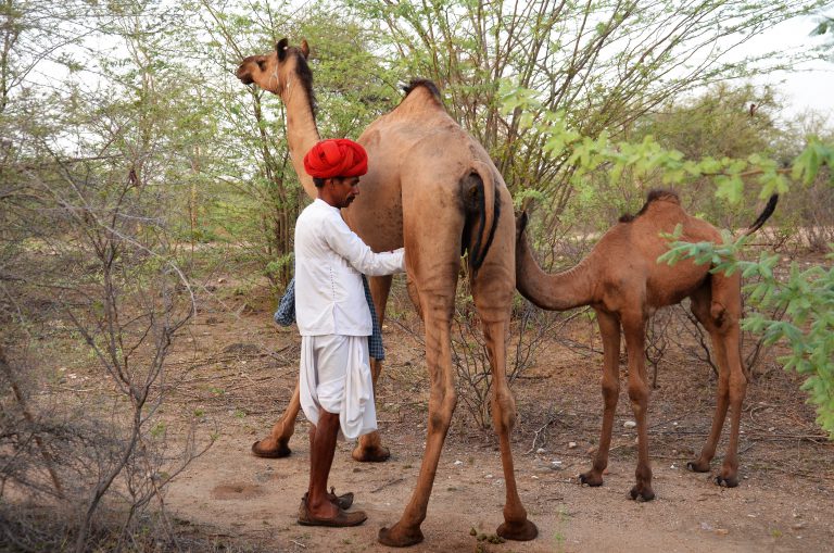 camel-milk