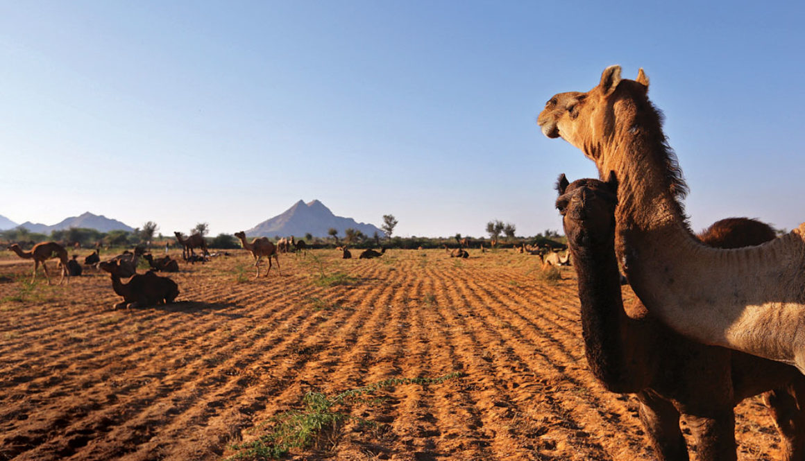 vanishing-camels