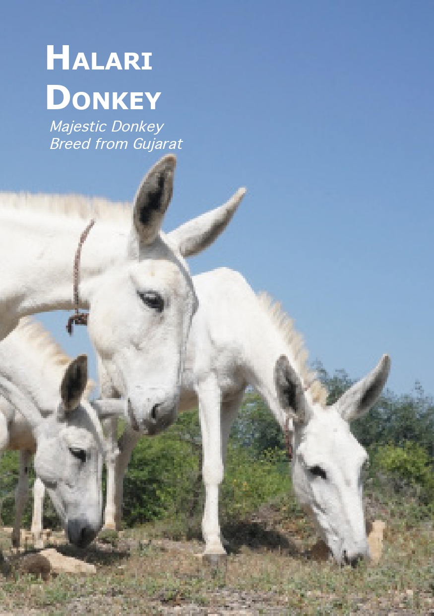 Halari Donkey_Brochure_Final_Jan_2019_Print_page-0001